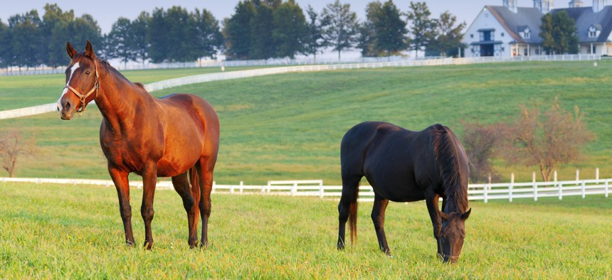 A horse farm in Lexington, Kentucky. 