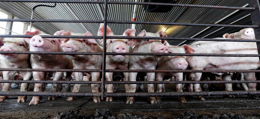 Young hogs in a pen at a farm in Farmville, North Carolina. Large agriculture groups across the United States have pushed for tighter restrictions on nuisance lawsuits against farmers after Smithfield Foods was sued by neighbors in North Carolina.
