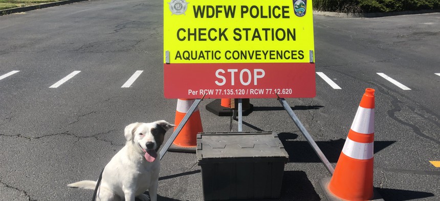 Puddles inspects boats at official checkpoints, sitting when she smells mussels or their larvae.