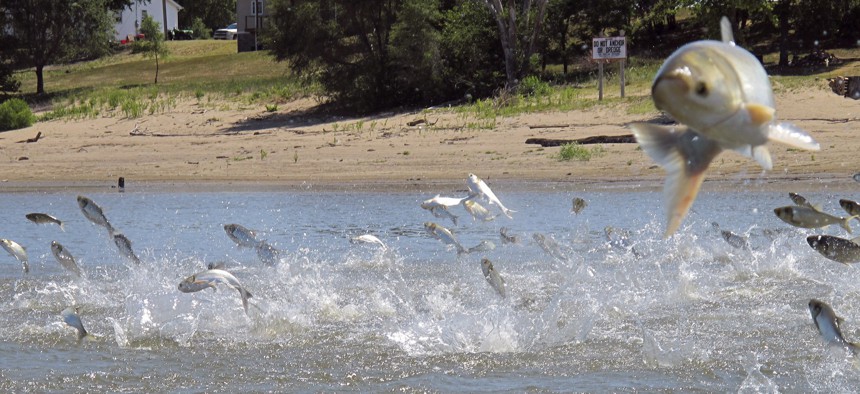 In this June 13, 2012, file photo, Asian carp, jolted by an electric current from a research boat, jump from the Illinois River near Havana, Ill.