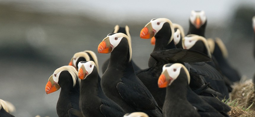 Puffins are a barometer for the health of the ocean around Alaska. 