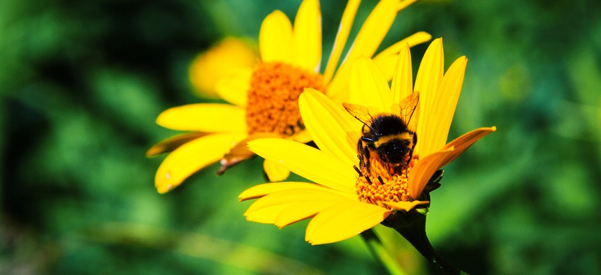 The program aims to protect a variety of pollinators but gives special weight to areas where the rusty patched bumble bee, an endangered species, is thought to live.