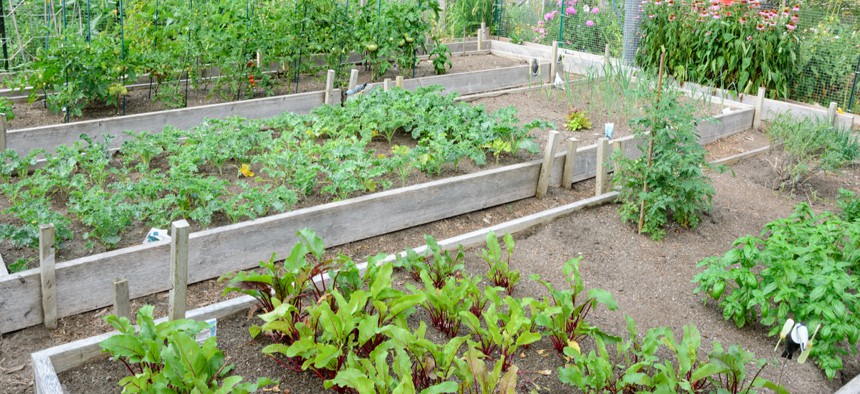 Residents have the chance to plant their own vegetables in the community garden plots.
