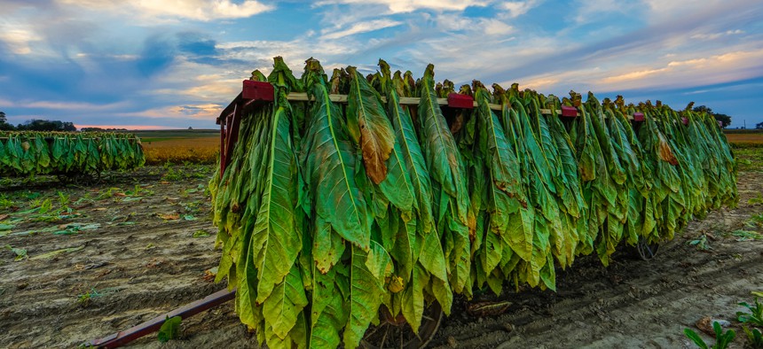 Tobacco hangs after being picked.