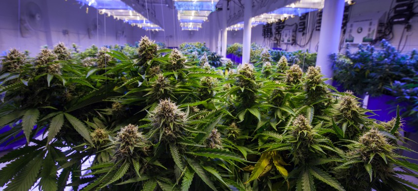 Oregon has a massive marijuana surplus.