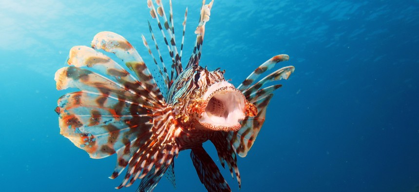 The fish is native to the Indo-Pacific region and is covered in venomous spikes.