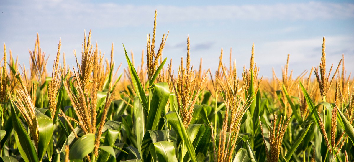 How 'Corn Sweat' Makes Summer Days More Humid - Route Fifty