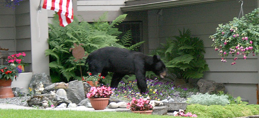 A black bear wanders through a east Anchorage, Alaska, neighborhood on July 17, 2007. 