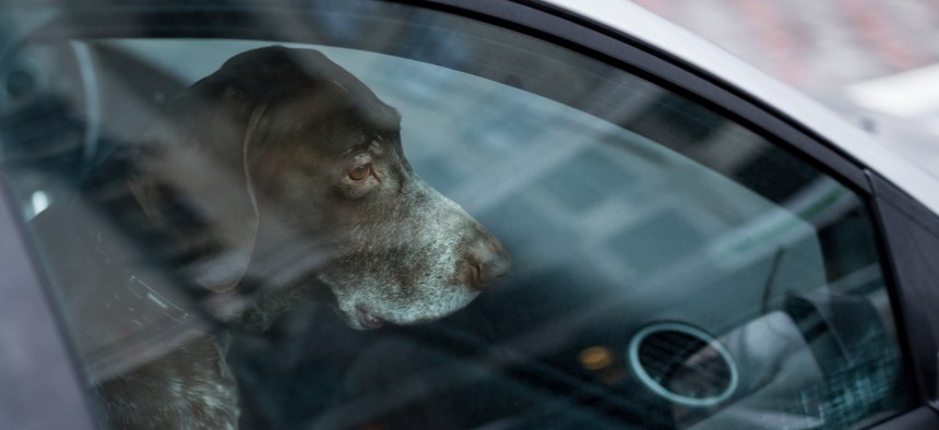 Thirty-one states and Washington D.C. have laws that address animals left unattended in cars.