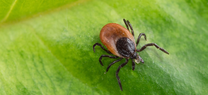 Most of the ticks collected in Vermont are black-legged ticks, about half of which carry the pathogen that can cause Lyme disease.