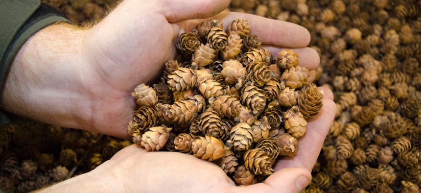 Tamarack cones are among the smallest and the most difficult to harvest.