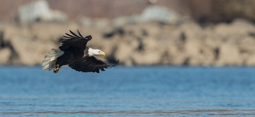 There are more than 300 nesting pairs of bald eagles in Pennsylvania today, according to state estimates.