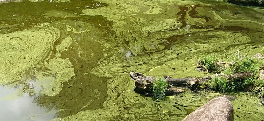 Blue-green algae flourish in hot, stagnant water that's rich with nutrients from agricultural runoff.
