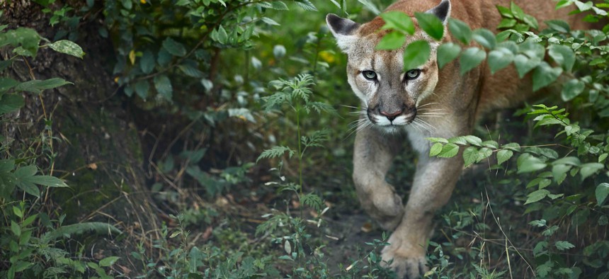A file photo of a cougar, or mountain lion. The animals can grow to be between 100 and 200 pounds.