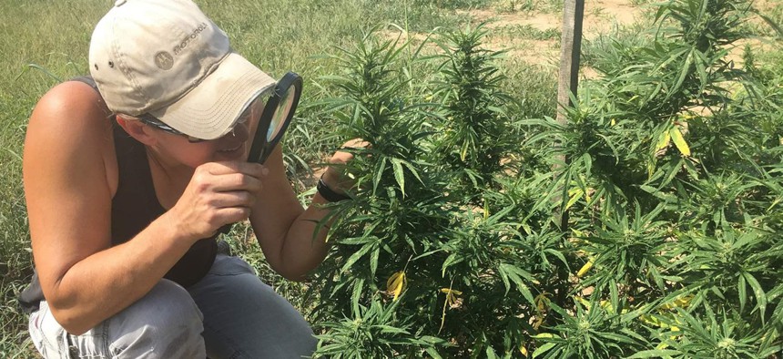 Michelle Shelly inspects her hemp in Liberty, Tennessee. More than 51,000 acres of Tennessee hemp have been licensed this year.