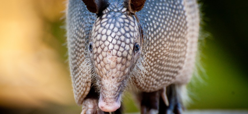 Originally confined to the south, the nine-banded armadillo has been spotted as far north as Wisconsin and as far east as North Carolina.