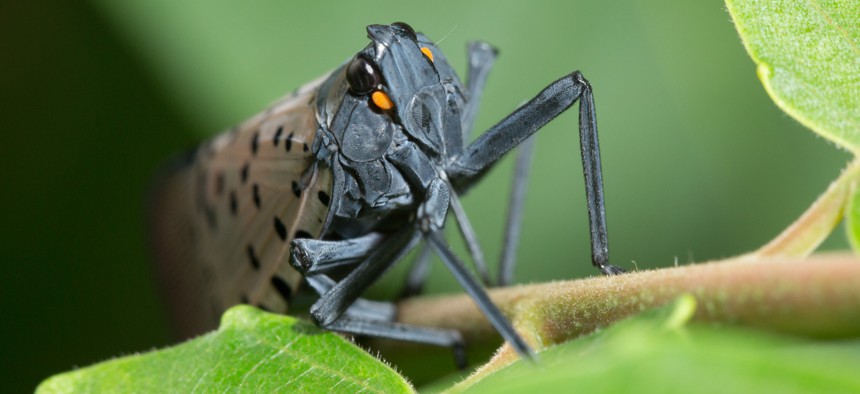 An adult spotted lanternfly.