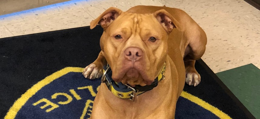 Leonard, a rescued pit bull, "doesn't have an off-switch," which makes him ideally suited for drug detection work.