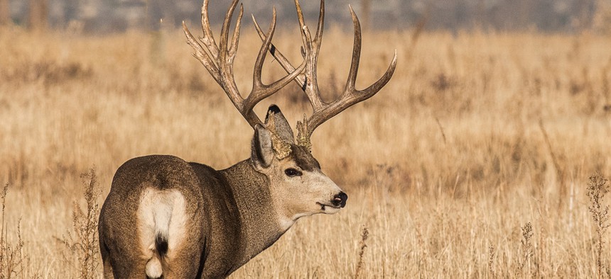 Chronic wasting disease, an always-fatal nervous system disorder that affects animals in the deer family, can take years to manifest in physical symptoms.