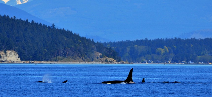 Orcas surface in the Puget Sound.