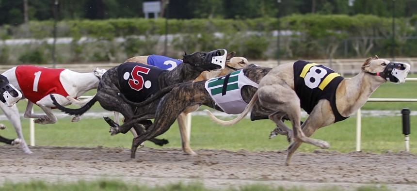 Once legal in 19 states, greyhound racing happens only in six.