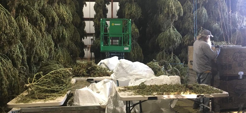 Oregon farmer Steve Fry inspects hemp in the drying barn on his family farm. Lack of drying space has slowed the pace of harvest for many growers in Oregon this year.