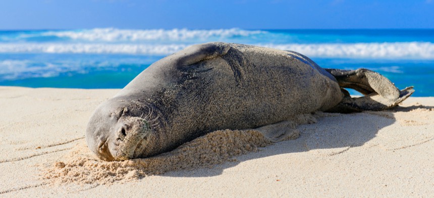 Monk seals are one of the most endangered populations of seals on the planet.