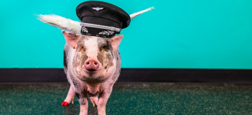 LiLou, a Juliana-breed pig, is a member of San Francisco International Airport's Wag Brigade.