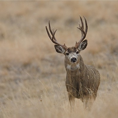 Monitoring Deer Health Means a Helicopter Ride for a Utah Herd - Route ...