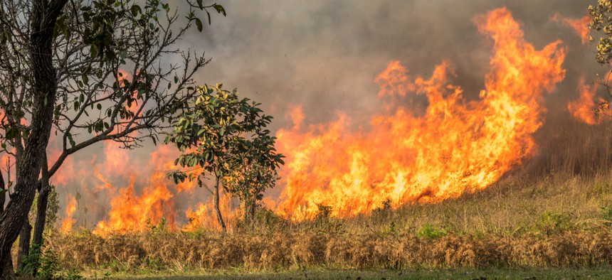 Invasive grasses are novel fuels that can act as kindling in an ecosystem where readily flammable material might not otherwise be present. 