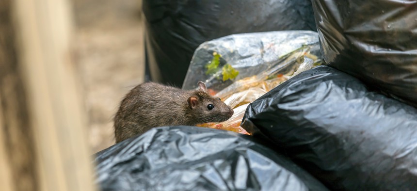The health, economic and social impacts of rat infestation can be significant.