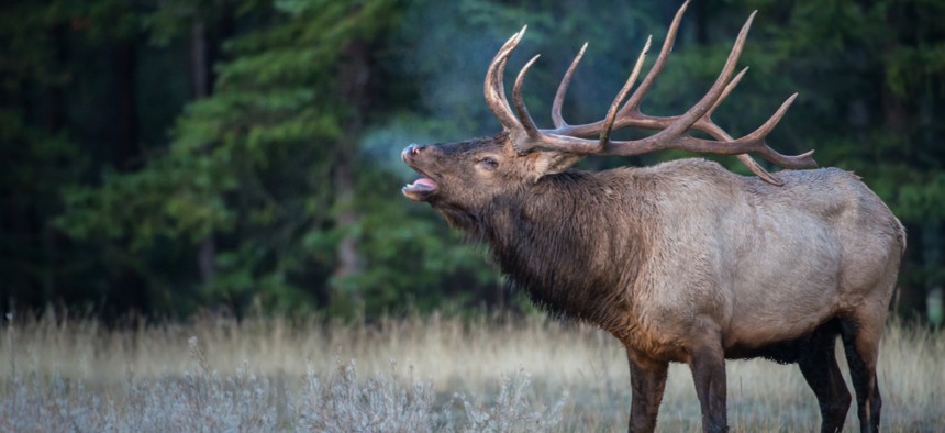 Michigan's elk herd is carefully managed to stay between 800 and 1,200 animals.