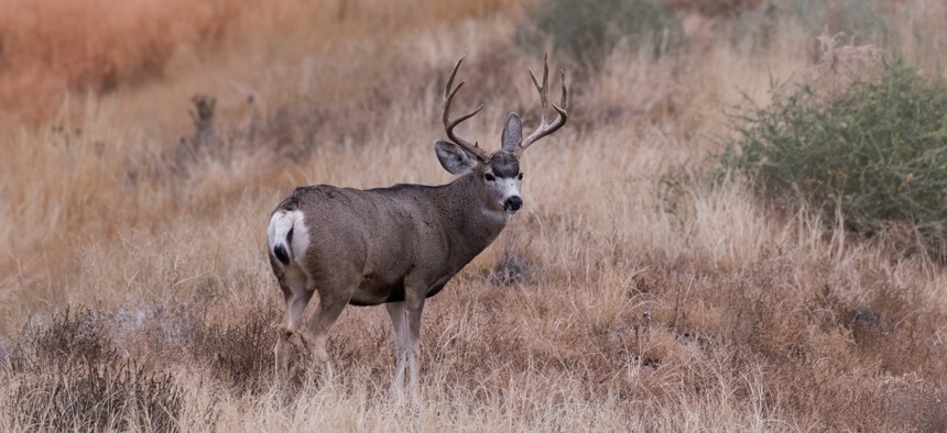 Bloated deer populations come with a long list of concerns, including increased risks of vehicle collisions, higher rates of disease transmission among deer herds, and even decreases in songbird populations.