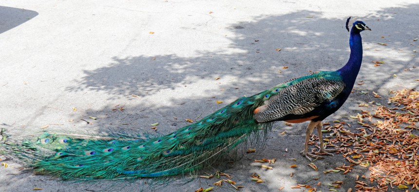 There are between 60 and 90 peacocks in the 190-home neighborhood, residents said.