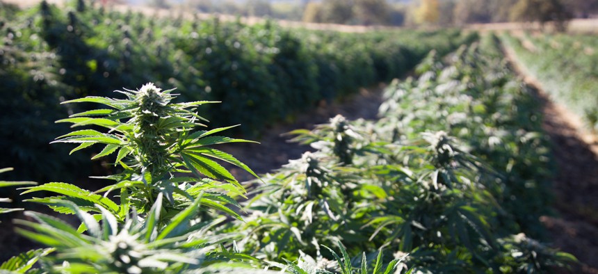 New federal regulations would make it harder for hemp growers to prove their plants are not marijuana.