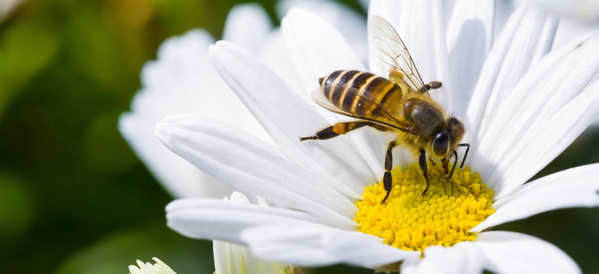 At least 28 states have enacted pollinator health laws in recent years.