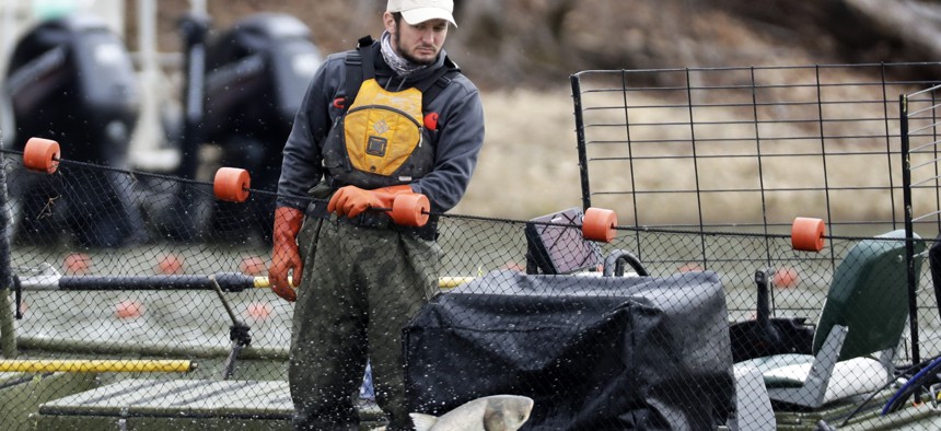 A worker from a natural resource agency uses a net to drive Asian carp to a fish pump which removes them from Kentucky Lake.