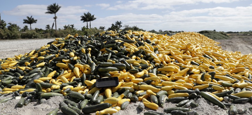 In this March 28, 2020, photo, a pile of ripe squash sits in a field, in Homestead, Fla. Thousands of acres of fruits and vegetables grown in Florida are being plowed over or left to rot because farmers can't sell them.