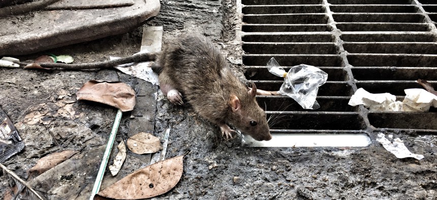 The coronavirus pandemic has upended human life in cities, which means it has also upended the habitat of city rats.