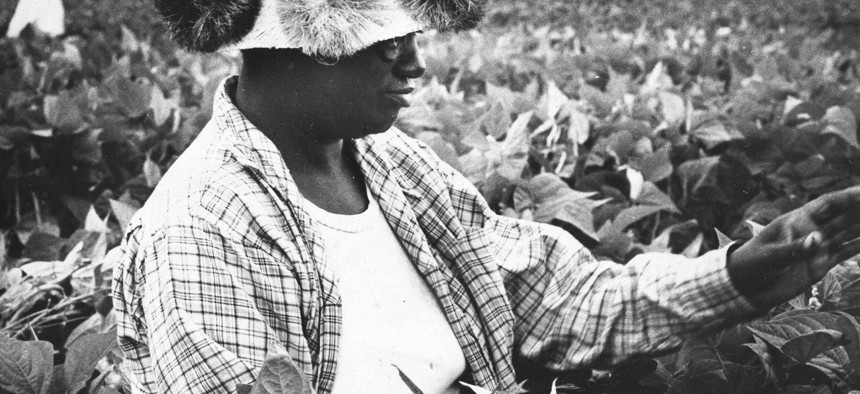 A Black woman works in a field near Trenton, N.J. in August 1966.