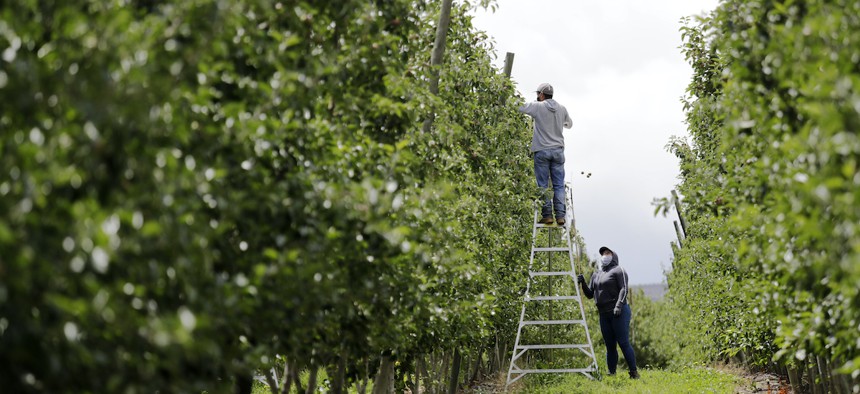 In this photo taken Tuesday, June 16, 2020, a supervisor looks up at a worker pulling honey crisp apples off trees during a thinning operation at an orchard in Yakima, Wash.