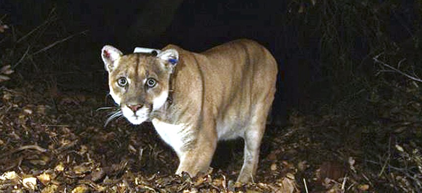 This November 2014 file photo provided by the U.S. National Park Service shows a mountain lion known as P-22, photographed in the Griffith Park area near downtown Los Angeles.