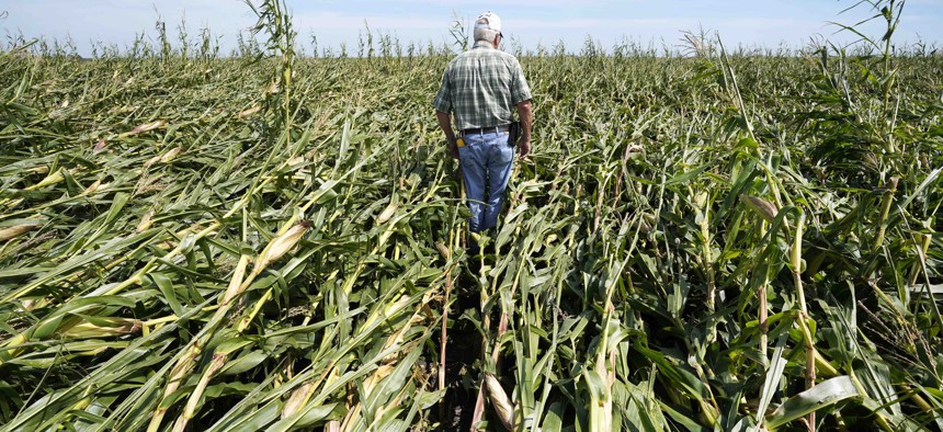 A farmer near Woodward, Iowa, on Aug. 20, walks through a cornfield damaged in the Aug. 10 derecho.