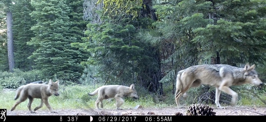 This June 29, 2017, remote camera image released by the U.S. Forest Service shows a female gray wolf and two of the three pups born that year in the wilds of Lassen National Forest in Northern California. 
