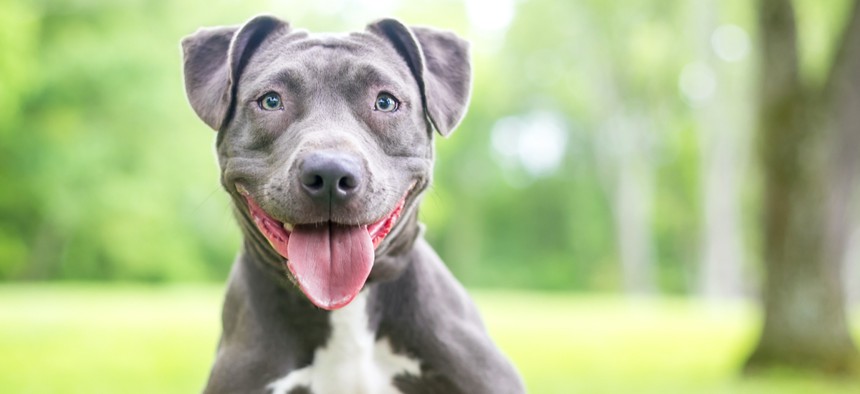 Proponents of the measure argued that Denver residents already own pit bulls, but the mayor pointed out that few pets are registered, so the new system might be ineffective.