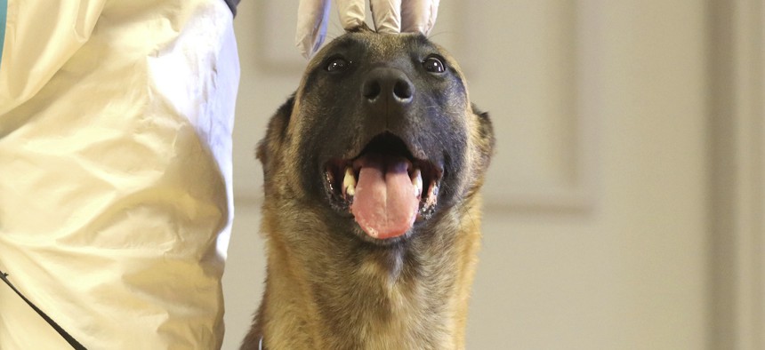 Fantasy forever vom Seethalblick, a Belgian shepherd sniffer dog from the Austrian army trained to detect the Covid-19 disease is presented at a press conference in Vienna, Austria, Monday, Dec.14, 2020. (AP Photo/Ronald Zak)