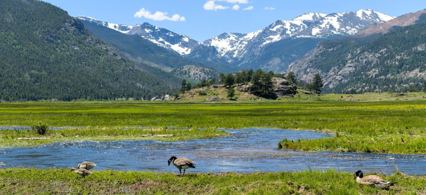 Geese in a marshy wetland in Rocky Mountain National Park, in Colorado.