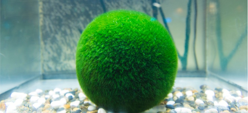Live moss balls may be contaminated, DWR says
