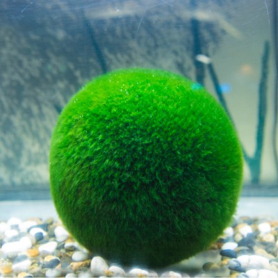 A destructive invasive species is spreading from moss balls in