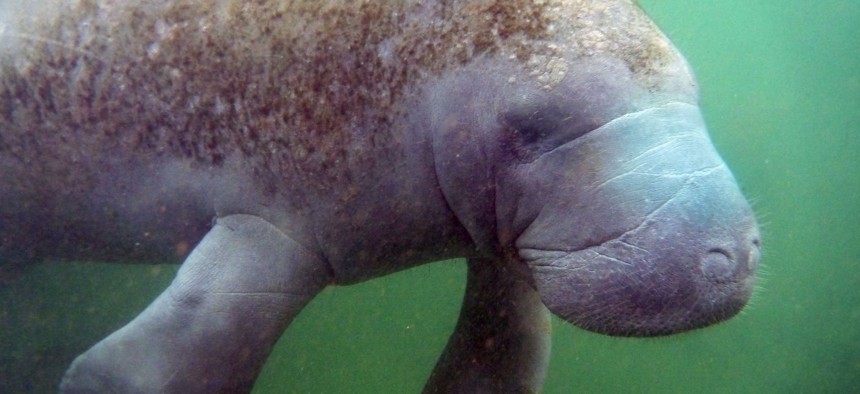 With food particulates and algae floating in the water, a wild manatee swims by in the Crystal River north of Tampa, Florida.